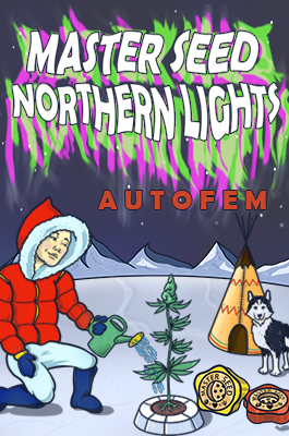Northern Lights Autofem