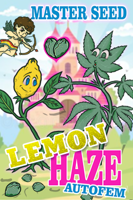 Lemon Haze Autofem