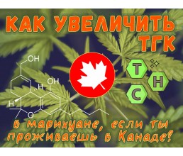 Как увеличить ТГК в марихуане, если ты проживаешь в Канаде