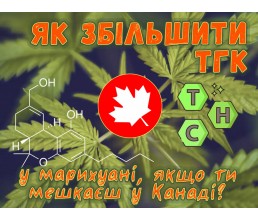 Як збільшити ТГК у марихуані, якщо ти мешкаєш у Канаді