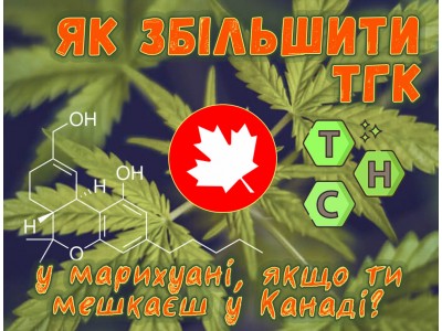 Як збільшити ТГК у марихуані, якщо ти мешкаєш у Канаді