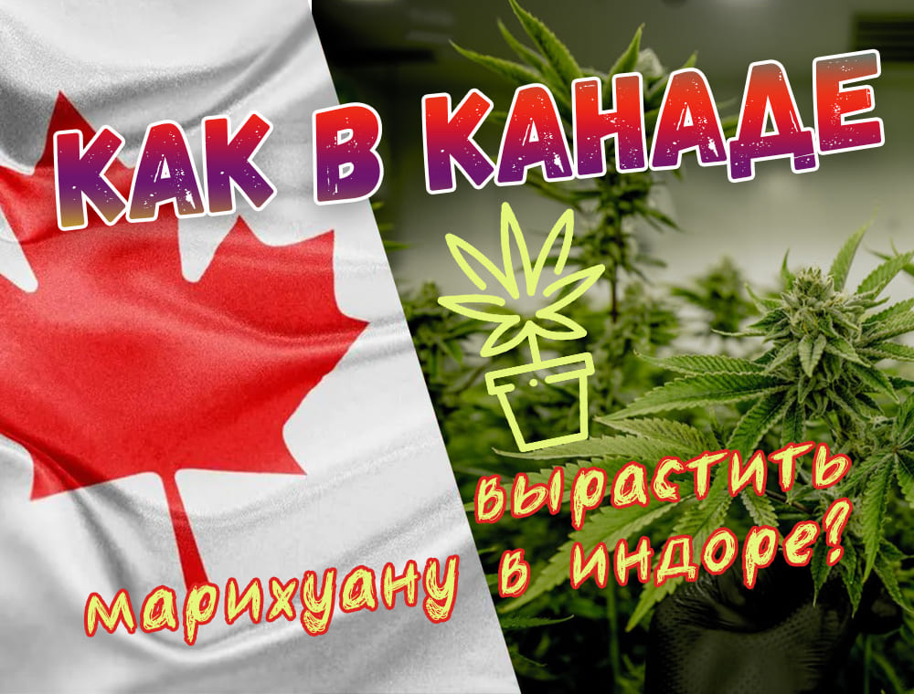 Как в Канаде вырастить марихуану в индоре