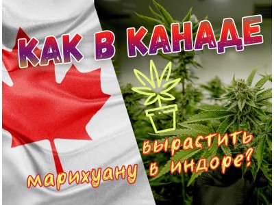 Как в Канаде вырастить марихуану в индоре