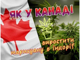 Як у Канаді виростити марихуану в індорі