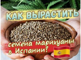 Как вырастить семена марихуаны в Испании