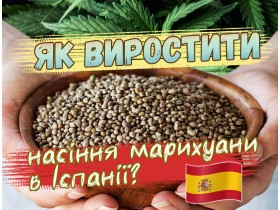 Як виростити насіння марихуани в Іспанії