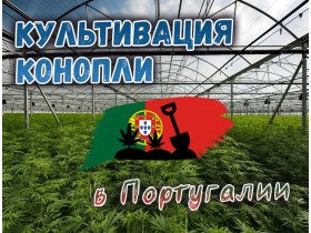 Культивация конопли в Португалии