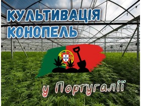 Культивація коноплі у Португалії