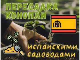 Пересадка конопли испанскими садоводами