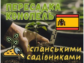 Пересадка коноплі іспанськими садівниками