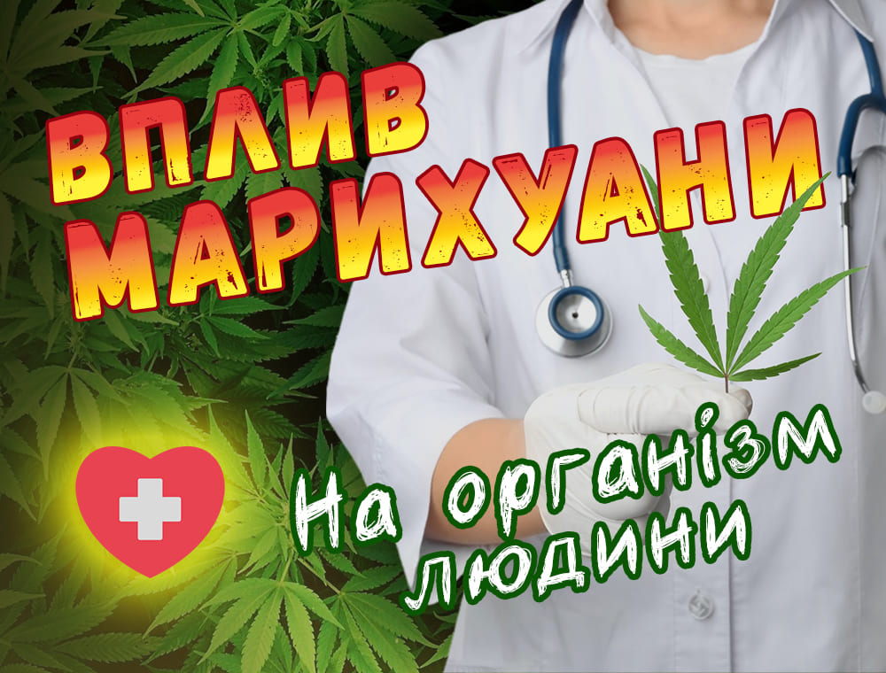 Вплив марихуани на організм людини