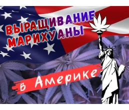 Выращивание марихуаны в Америке 