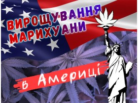 Вирощування марихуани в Америці