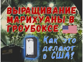 Выращивание марихуаны в гроубоксе. Как это делают в США и Западной Европе