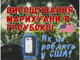 Вирощування марихуани у гроубоксі. Як це роблять у США та Західній Європі