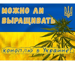 Выращивание марихуаны в Украине: система правового регулирования
