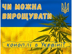 Вирощування марихуани в Україні: система правового регулювання