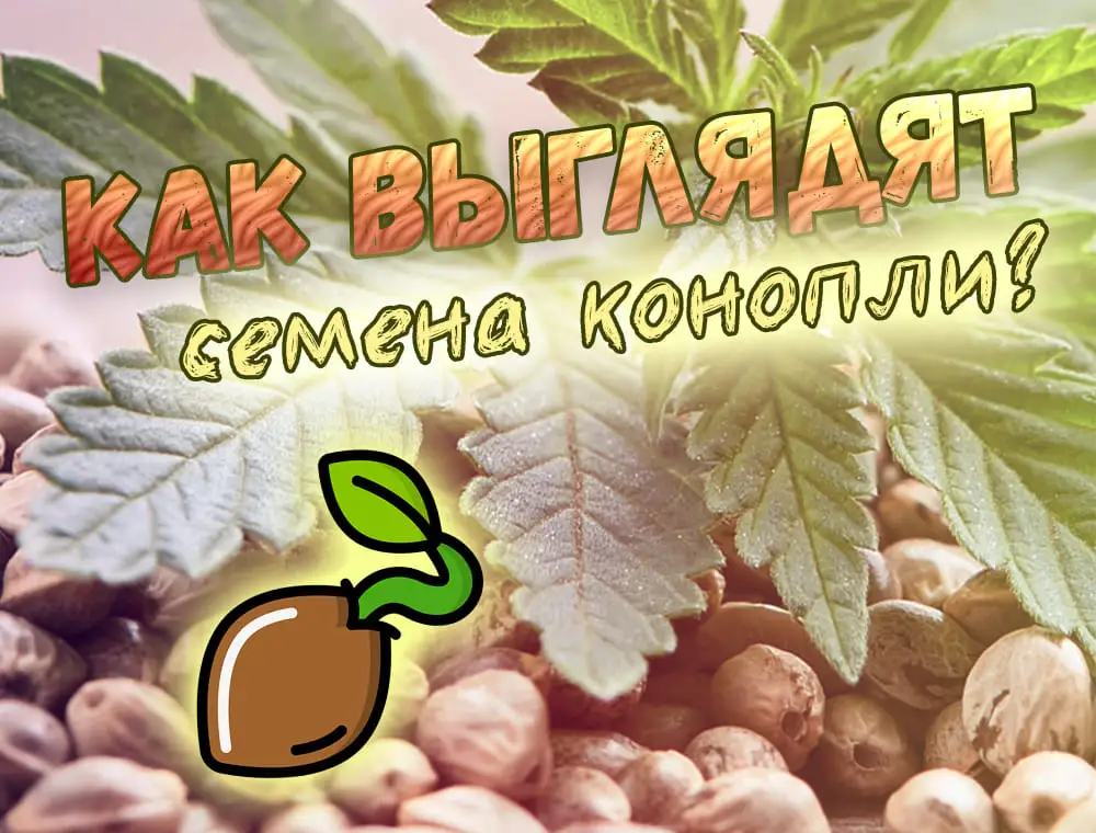 Как выглядят семена конопли | Блог Master-Seed