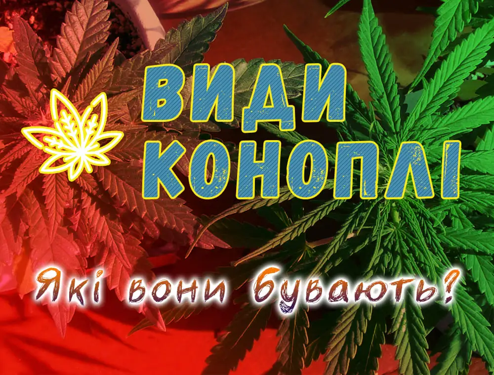 Види коноплі | Блог Master-Seed