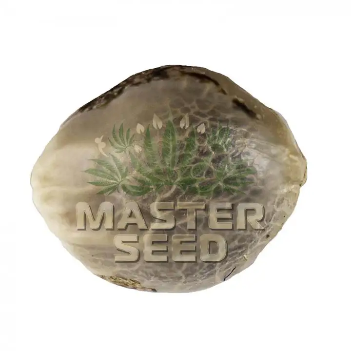 Купить семена конопли АК-49 autofem. MASTER-SEED | Испанское качество