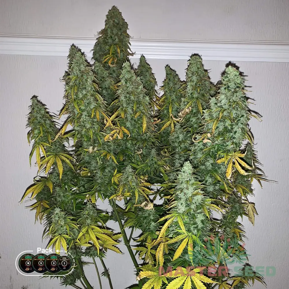 Винни Пух пен Пиглет порно