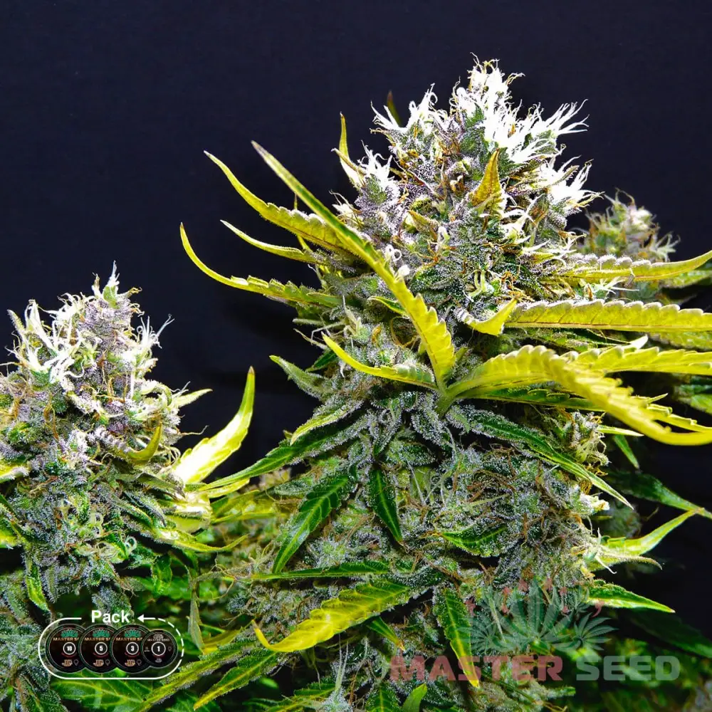 Насіння коноплі Super Silver Haze autofem. Іспанія | MASTER SEED