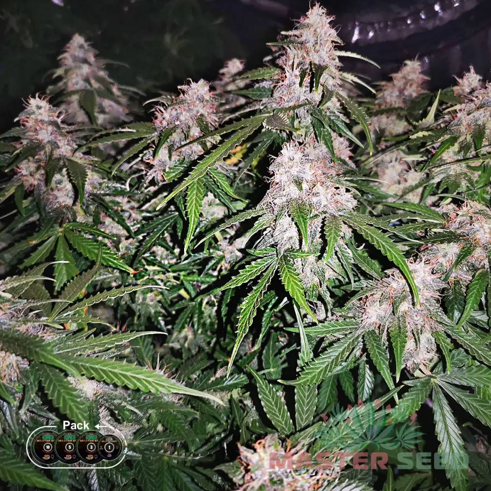 Насіння коноплі Super Silver Haze autofem. Іспанія | MASTER SEED