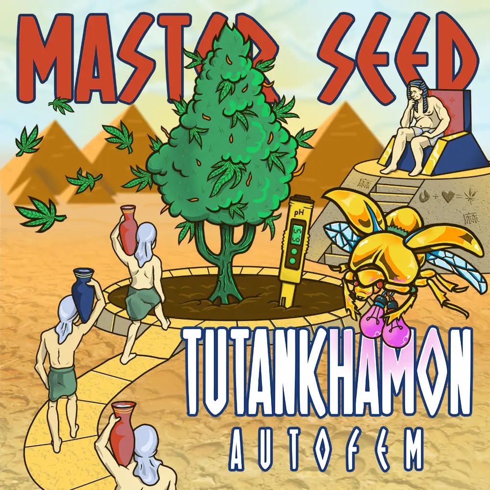 Семена конопли Tutankhamon autofem. Испания | MASTER-SEED