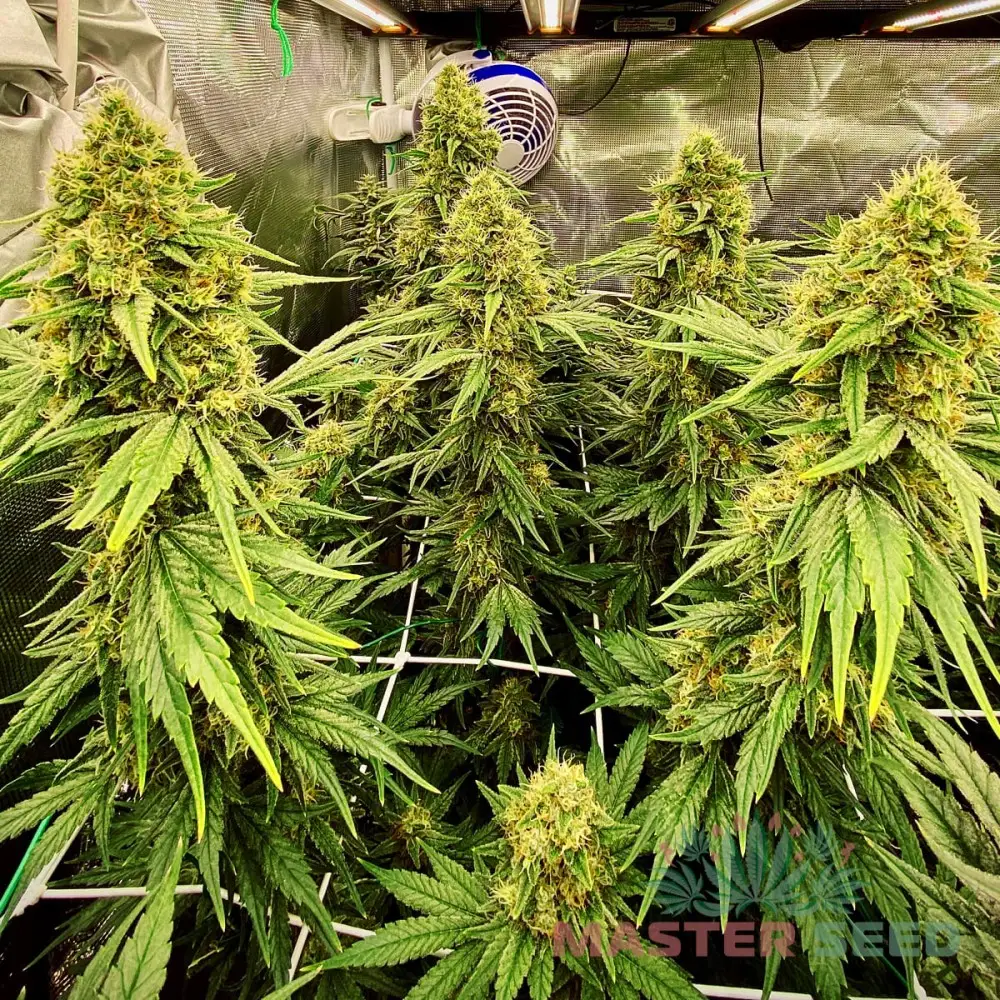 атақты адамдардың цензурасы жоқ экспозициясы Атасы немересін трахает онлайн порно