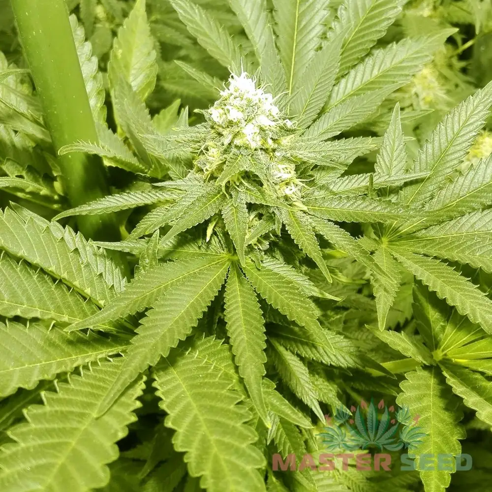 Сексуалдық қол киска