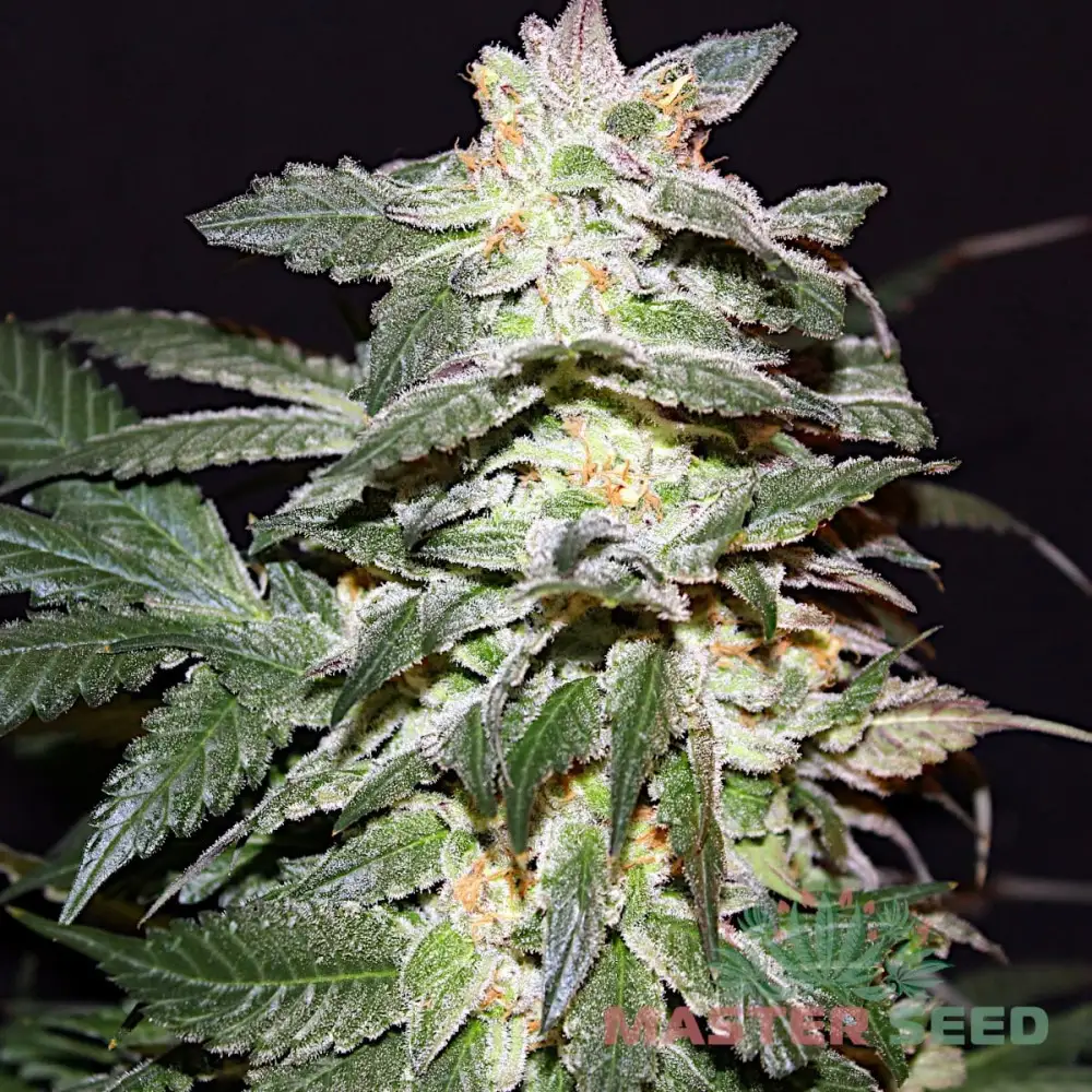 Насіння коноплі Lemon Skunk fem. Іспанія | MASTER-SEED