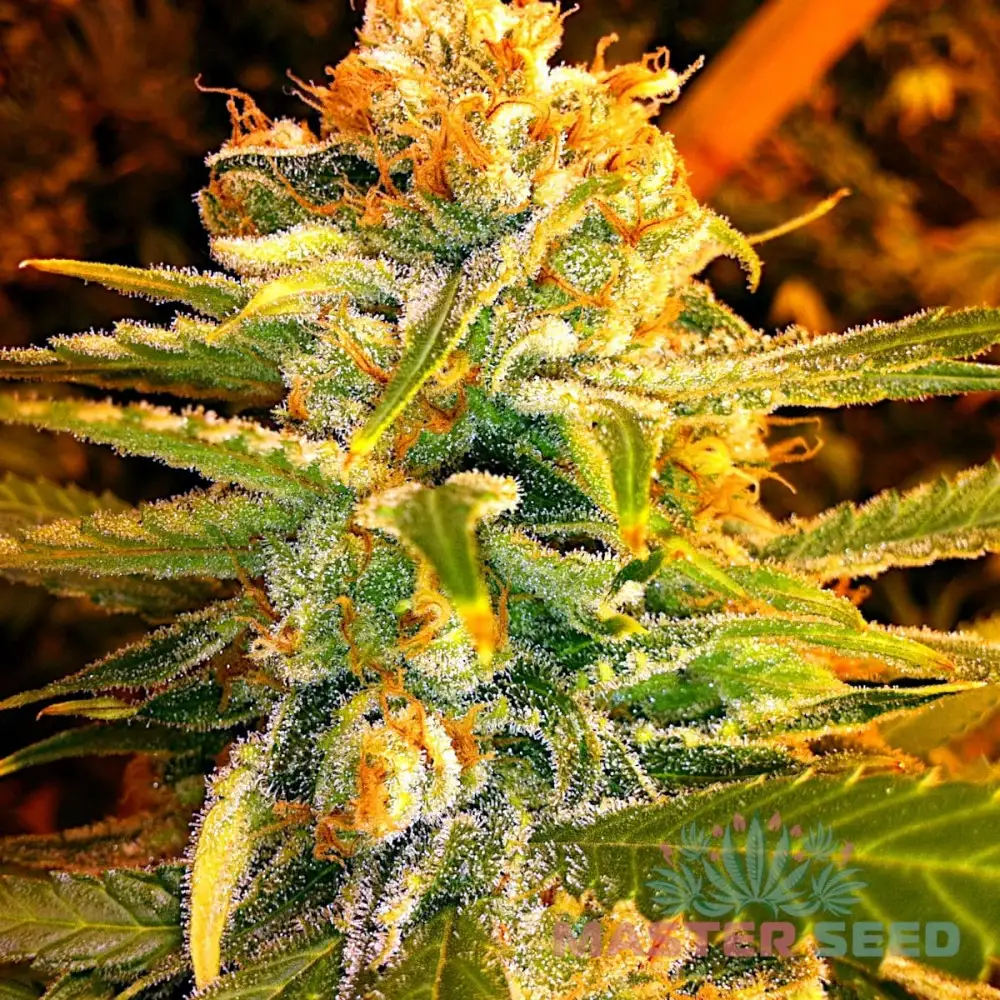 Насіння коноплі Lemon Skunk fem. Іспанія | MASTER-SEED