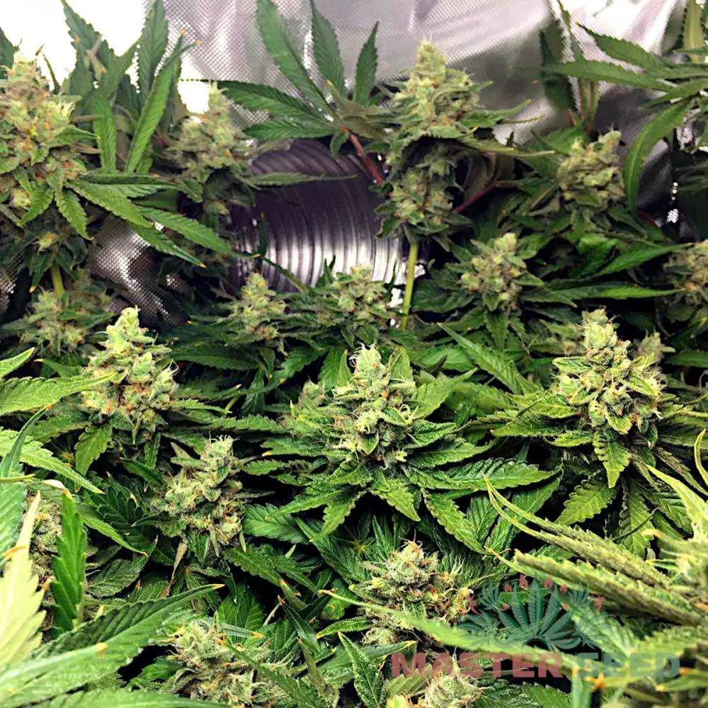 Насіння коноплі Lemon Skunk fem. Іспанія | MASTER-SEED