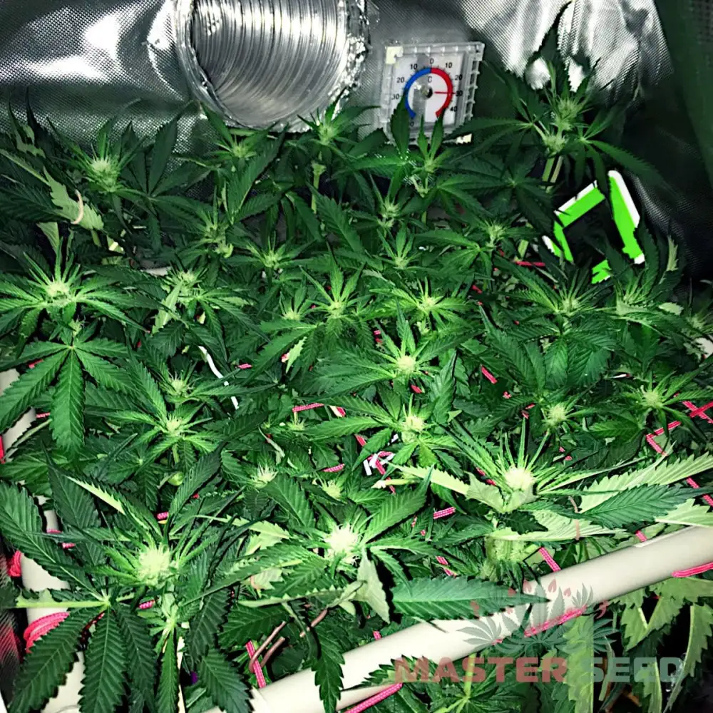 Насіння коноплі Lemon Skunk fem. Іспанія | MASTER-SEED