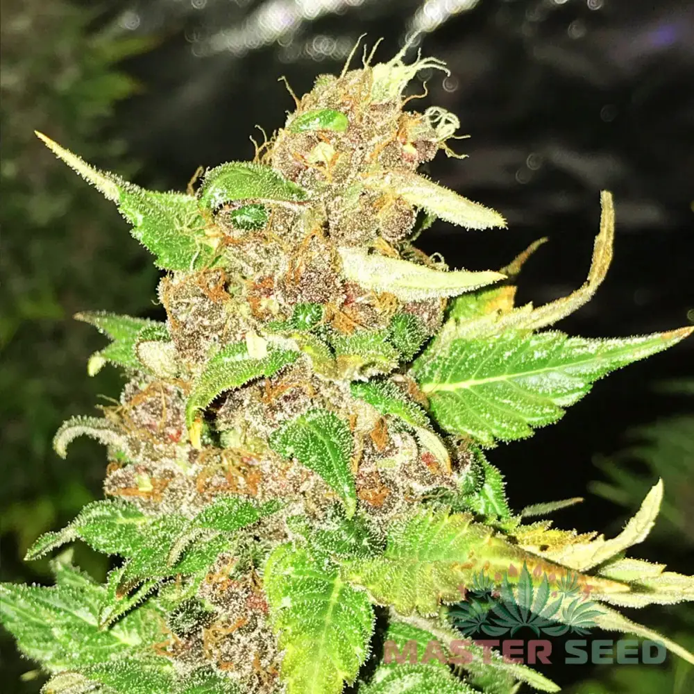 Купити насіння коноплі Purple Haze fem | сідбанк MASTER-SEED Іспанія
