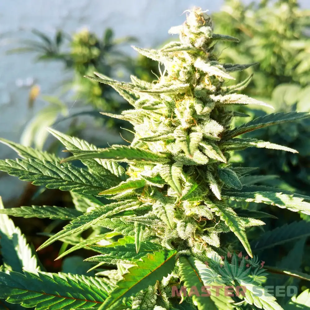 Ретро секс фильмдер аудармасы бар Благовещенсктегі жезөкшелердің жыныстық қызметтері мен телефондары