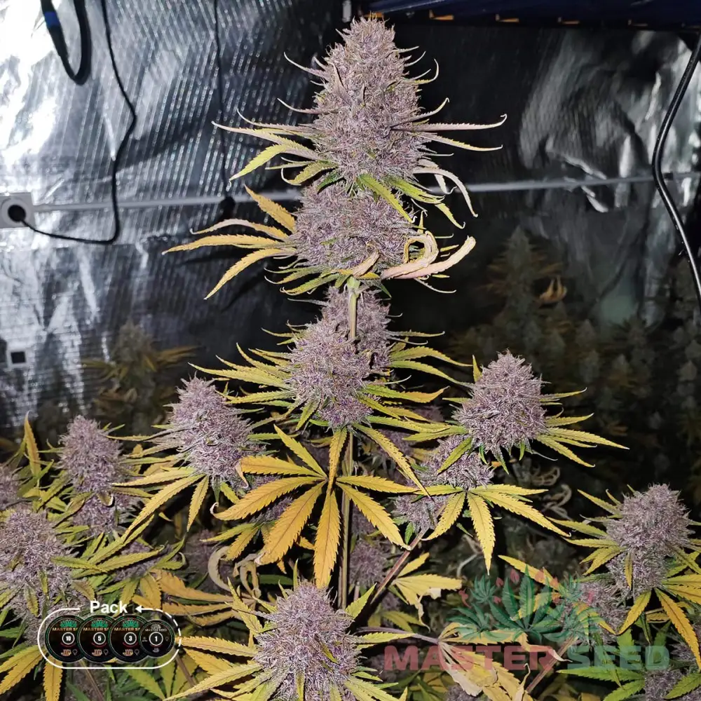 Panties - ochiq-oydin fotosurat Toliq onlayn veb-kamera jinsiy aloqa HD