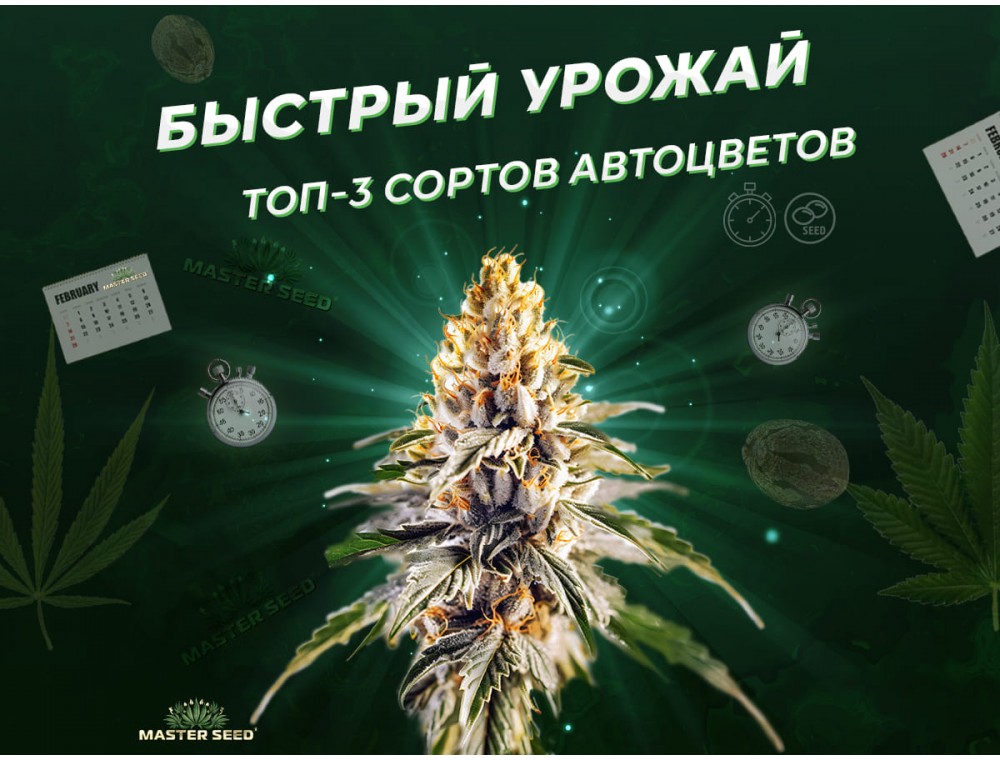 Три автоцвета, которые не знают слова «долго»