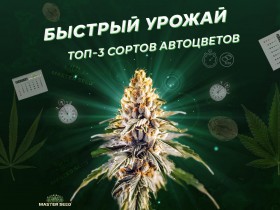 Три автоцвета, которые не знают слова «долго»