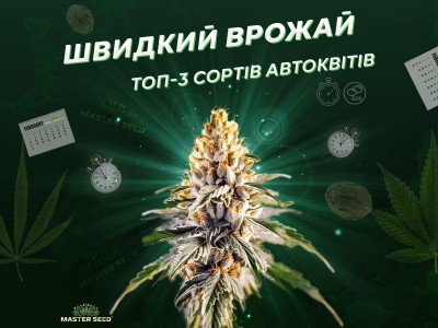 Три автоквіти, які не знають слова «довго»