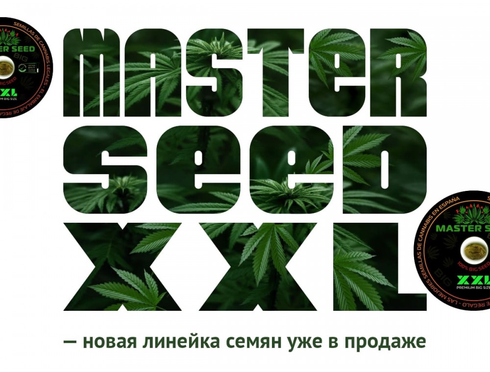 MASTER SEED XXL — новая линейка семян уже в продаже