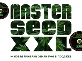 MASTER SEED XXL — новая линейка семян уже в продаже