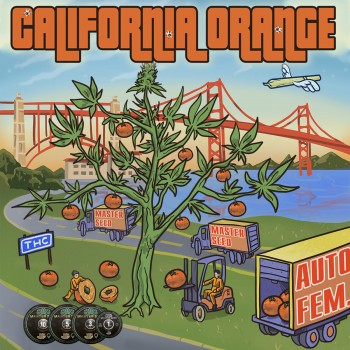 California Orange autofem.