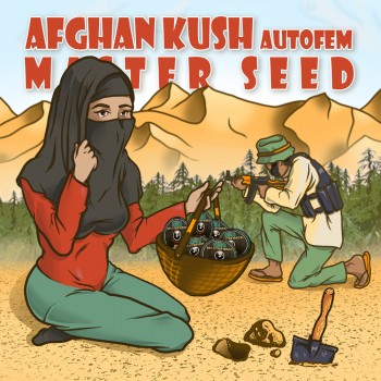 Afghan Kush autofem.