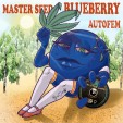 Семена конопли Blueberry autofem.