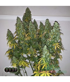 Candy Kush autofem.
