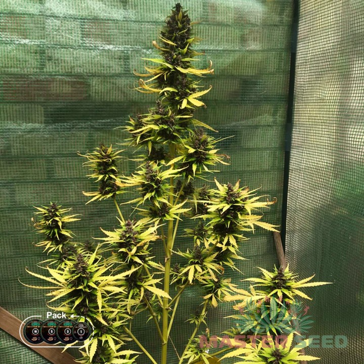 Семена конопли Critical Kush autofem.