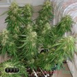 Семена конопли Critical Kush autofem.