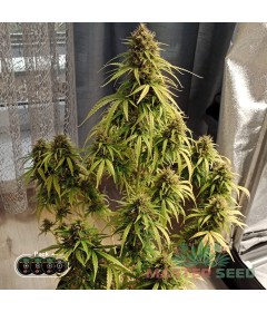 Gelato autofem.