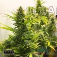 Насіння коноплі Gorilla Cookies autofem.